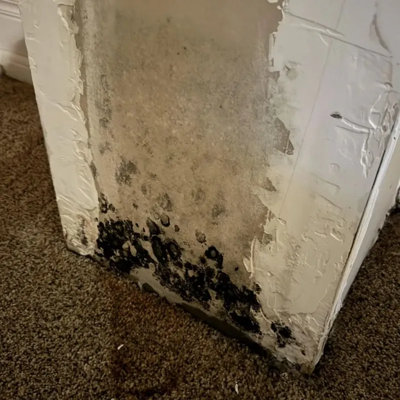 Professional Mold Removal in Hot Springs Village, AR